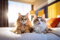 Cute happy cats at pet friendly hotel, holidays trip with pet concept. Generative AI