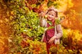 Cute happy child girl picking apples from tree in autumn garden Royalty Free Stock Photo