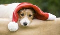 Cute happy christmas gift pet dog puppy Royalty Free Stock Photo