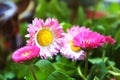 Pink flower daisies Bellis perennis flowers in the garden, Cute happy daisy hybrid Royalty Free Stock Photo