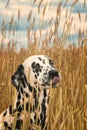 Cute happy dalmatian dog puppy laying on autumn grass