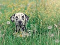 Cute happy dalmatian dog puppy laying on fresh summer grass Royalty Free Stock Photo