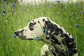 Cute happy dalmatian dog puppy laying on fresh summer grass Royalty Free Stock Photo