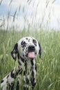 Cute happy dalmatian dog puppy sitting on fresh summer grass Royalty Free Stock Photo