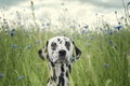 Cute happy dalmatian dog puppy sitting in fresh summer grass Royalty Free Stock Photo