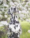 Cute happy dalmatian dog puppy sitting near the summer tree