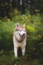 Cute and happy dog breed siberian husky standing in the green forest and looks like a wolf Royalty Free Stock Photo