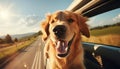 Cute happy dog with head out of car window enjoying high speed ride on motion blurred background