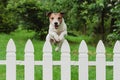 Cute happy dog jumping over fence of back yard to greet owner Royalty Free Stock Photo