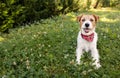 Cute happy dog puppy sitting, waiting in the grass in summer Royalty Free Stock Photo