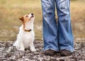 Cute happy dog sitting and looking to her trainer owner, outdoor puppy training Royalty Free Stock Photo