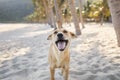 Cute happy dog under palm trees on idyllic sand beach