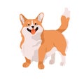 Cute happy dog of Welsh Corgi breed. Funny bicolor doggy. Adorable puppy, standing, looking up. Obedient joyful canine