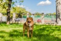 Cute happy fluffy young brown mongrel dog in a park