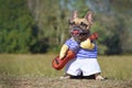 Cute  French Bulldog dog dressed up as musician wearing a funny costume with striped shirt and fake arms holding a guitar Royalty Free Stock Photo