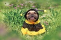 Cute happy French Bulldog dog in poncho bee costume