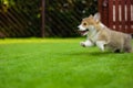 Cute happy full of energy welsh corgi pembroke puppy playing running on a green grass in the garden Royalty Free Stock Photo