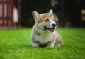Cute happy full of energy welsh corgi pembroke puppy playing sitting on a green grass in the garden Royalty Free Stock Photo