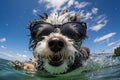 cute happy funny pretty beautiful dogs puppy doggy pet best friend swimming in pool or sea, wear sunglasses, water laps