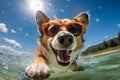 cute happy funny pretty beautiful dogs puppy doggy pet best friend swimming in pool or sea, wear sunglasses, water laps Royalty Free Stock Photo