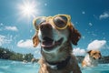 cute happy funny pretty beautiful dogs puppy doggy pet best friend swimming in pool or sea, wear sunglasses, water laps Royalty Free Stock Photo