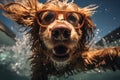 cute happy funny pretty beautiful dogs puppy doggy pet best friend swimming in pool or sea, wear sunglasses, water laps Royalty Free Stock Photo