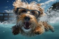 cute happy funny pretty beautiful dogs puppy doggy pet best friend swimming in pool or sea, wear sunglasses, water laps Royalty Free Stock Photo