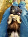 Cute happy german shepherd puppy sleeping on lap of owner Royalty Free Stock Photo