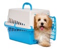 Cute happy havanese puppy dog is step out from a pet crate Royalty Free Stock Photo