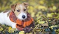 Web banner of a cute pet dog as wearing a scarf Royalty Free Stock Photo