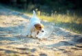 Cute happy jack russell terrier pet dog puppy listening in the grass. Royalty Free Stock Photo