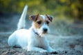 Cute happy jack russell terrier pet dog puppy listening in the grass. Royalty Free Stock Photo