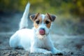 Cute happy jack russell terrier pet dog puppy listening in the grass. Royalty Free Stock Photo