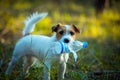 Cute happy jack russell terrier pet dog puppy listening in the grass. Royalty Free Stock Photo