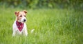 Cute happy jack russell terrier pet dog puppy sitting in the grass Royalty Free Stock Photo