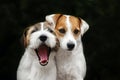 Jack russell family portrait Royalty Free Stock Photo