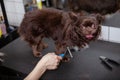 Cute happy little dog at grooming salon