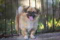 Cute happy Pekingese dog in the middle of metal bars on the blurred background Royalty Free Stock Photo