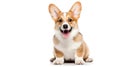 Cute happy Pembroke Welsh Corgi puppy on white background looks at the camera with copy space. AI Royalty Free Stock Photo