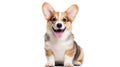 Cute happy Pembroke Welsh Corgi puppy on white background looks at the camera with copy space. AI Royalty Free Stock Photo