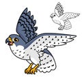 Cute Happy Peregrine Falcon Flying with Line Art Drawing Royalty Free Stock Photo