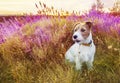 Cute happy pet dog puppy sitting in the grass with lavender flowers Royalty Free Stock Photo