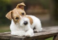 Cute happy pet dog puppy thinking and listening with ears