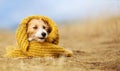 Cute happy pet dog puppy wearing autumn winter clothes