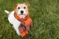 Cute happy pet dog wearing autumn winter scarf, flu concept Royalty Free Stock Photo