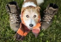 Cute happy pet dog wearing a scarf and smiling, autumn, fall background Royalty Free Stock Photo