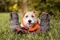 Cute happy pet dog wearing a scarf and smiling in the grass, autumn, fall background Royalty Free Stock Photo