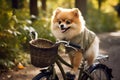 A cute and happy Pomeranian puppy, a beautiful pet, rides a bike