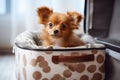 cute happy Pomeranian sitting inside an opened large suitcase ai created