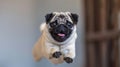 Cute Happy Pug Dog Jumping. AI Generative Royalty Free Stock Photo